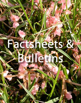 link to factsheets and bulletins
